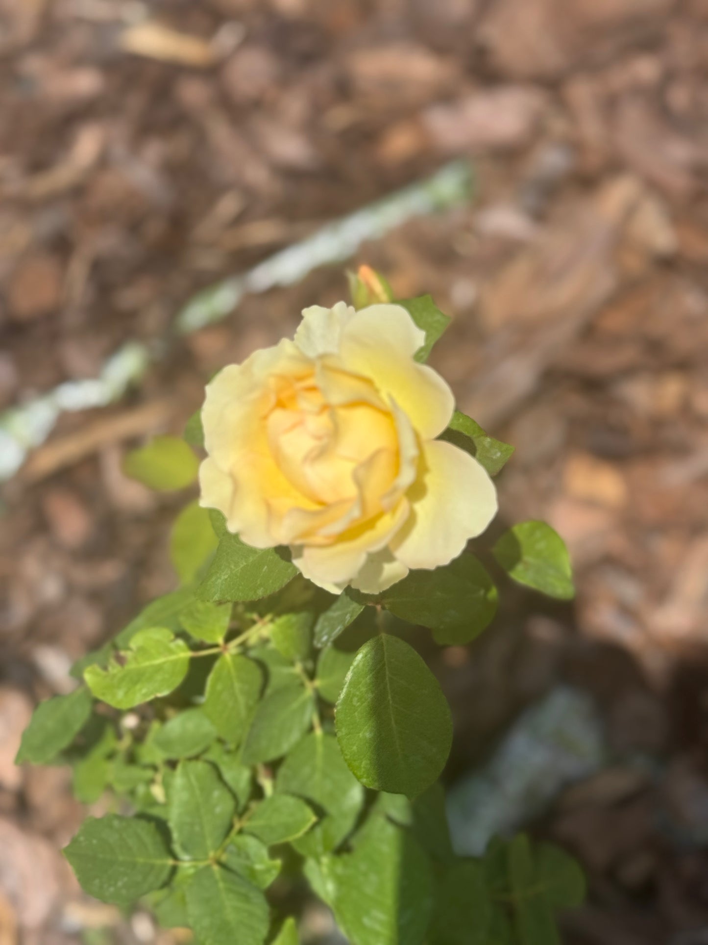 Edible Herbs Gardening Service - Your Living Apothecary - Consultation