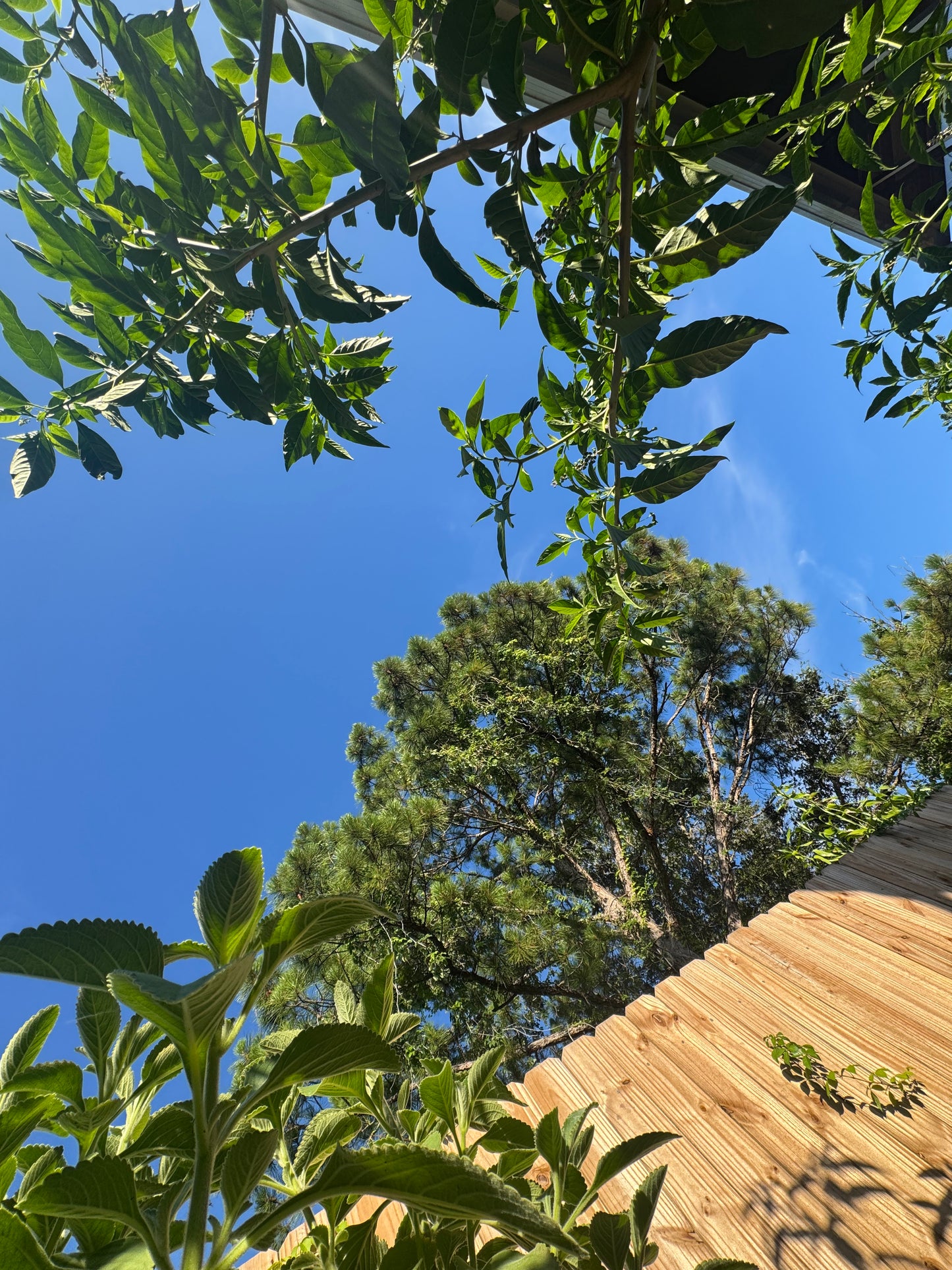 Edible Herbs Gardening Service - Your Living Apothecary - Consultation