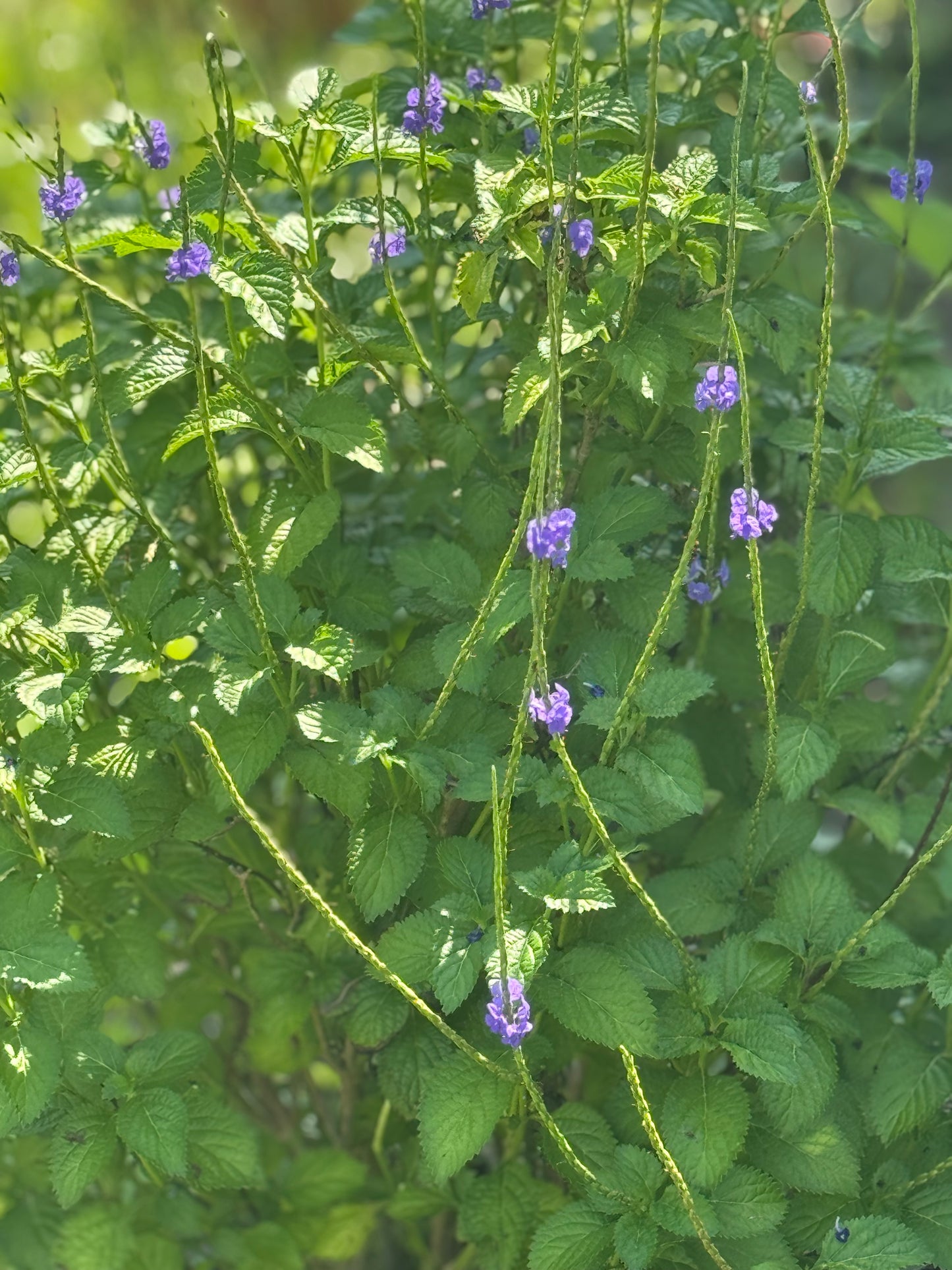 Edible Herbs Gardening Service - Your Living Apothecary - Consultation