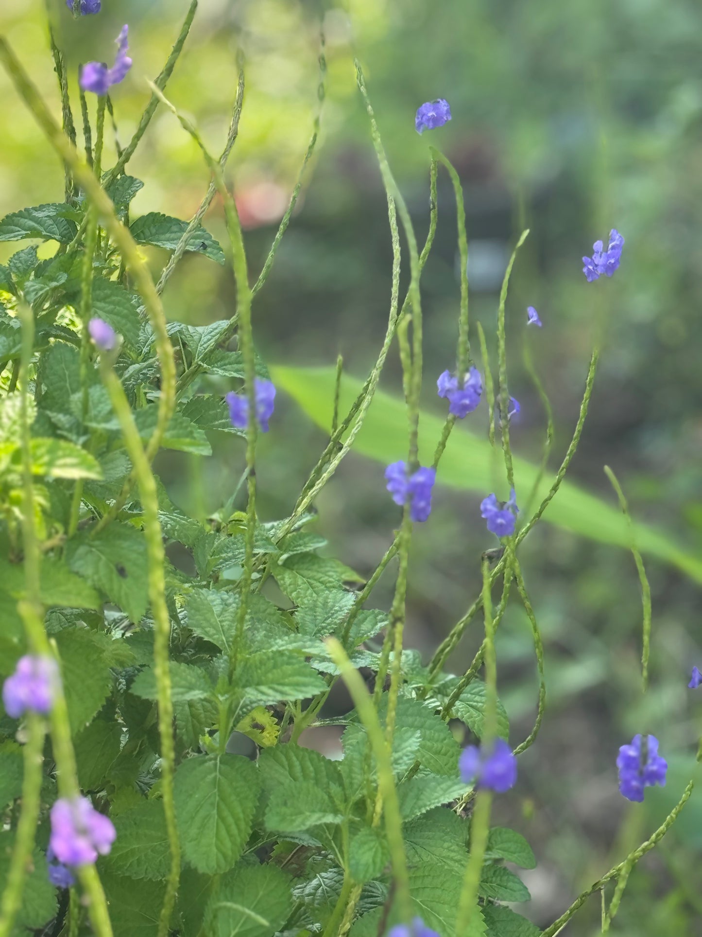 Edible Herbs Gardening Service - Your Living Apothecary - Consultation
