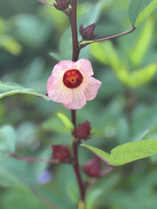 The Spirit of Sorrel (Roselle Hibiscus)