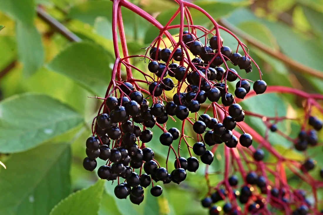 The Spirit of Elderberry