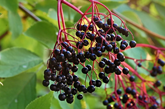 The Spirit of Elderberry