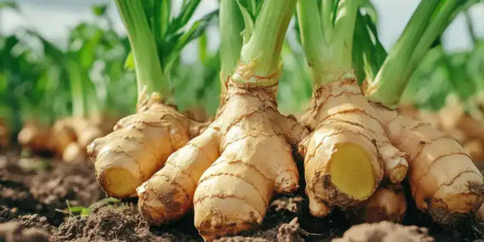 The Spirit of Ginger (Zingiber officinale)