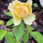 Edible Herbs Gardening Service - Your Living Apothecary - Consultation