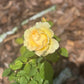 Edible Herbs Gardening Service - Your Living Apothecary - Consultation
