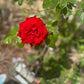 Edible Herbs Gardening Service - Your Living Apothecary - Consultation