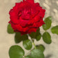 Edible Herbs Gardening Service - Your Living Apothecary - Consultation