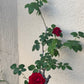 Edible Herbs Gardening Service - Your Living Apothecary - Consultation