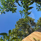 Edible Herbs Gardening Service - Your Living Apothecary - Consultation
