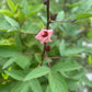 Edible Herbs Gardening Service - Your Living Apothecary - Consultation