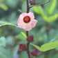 Edible Herbs Gardening Service - Your Living Apothecary - Consultation