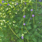 Edible Herbs Gardening Service - Your Living Apothecary - Consultation