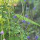 Edible Herbs Gardening Service - Your Living Apothecary - Consultation